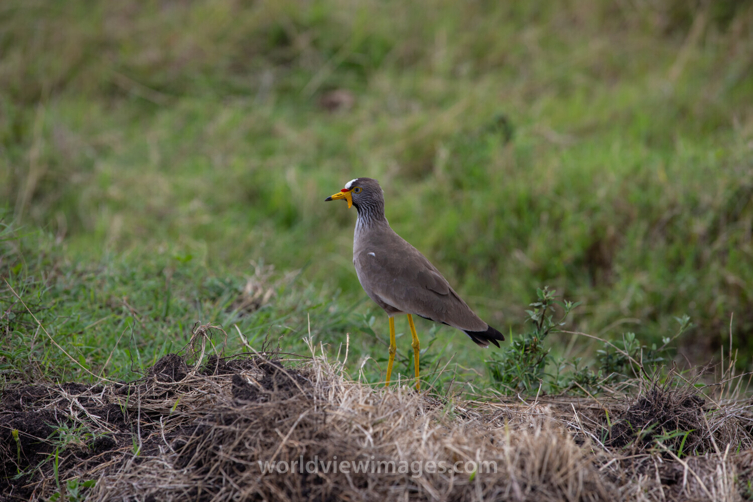Bird in Maasai Mara