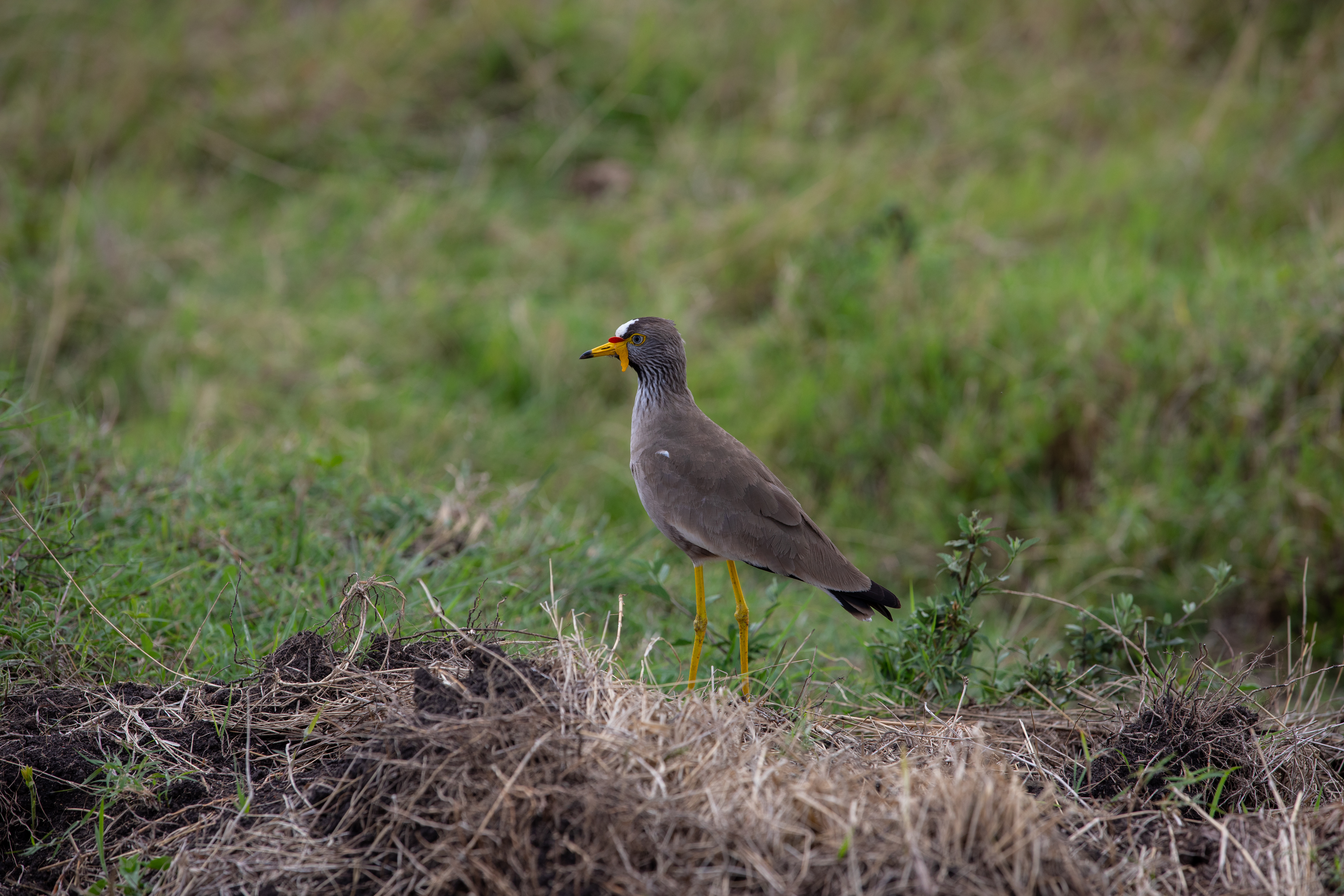 Bird in Maasai Mara