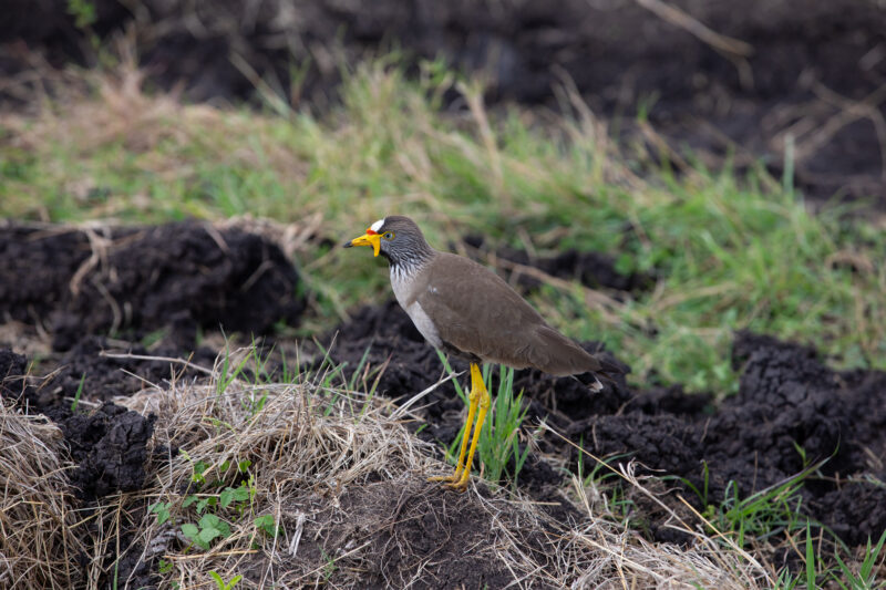 Bird in Maasai Mara — Maasai Mara — Kenya, game park, Masai Mara, animals, bird