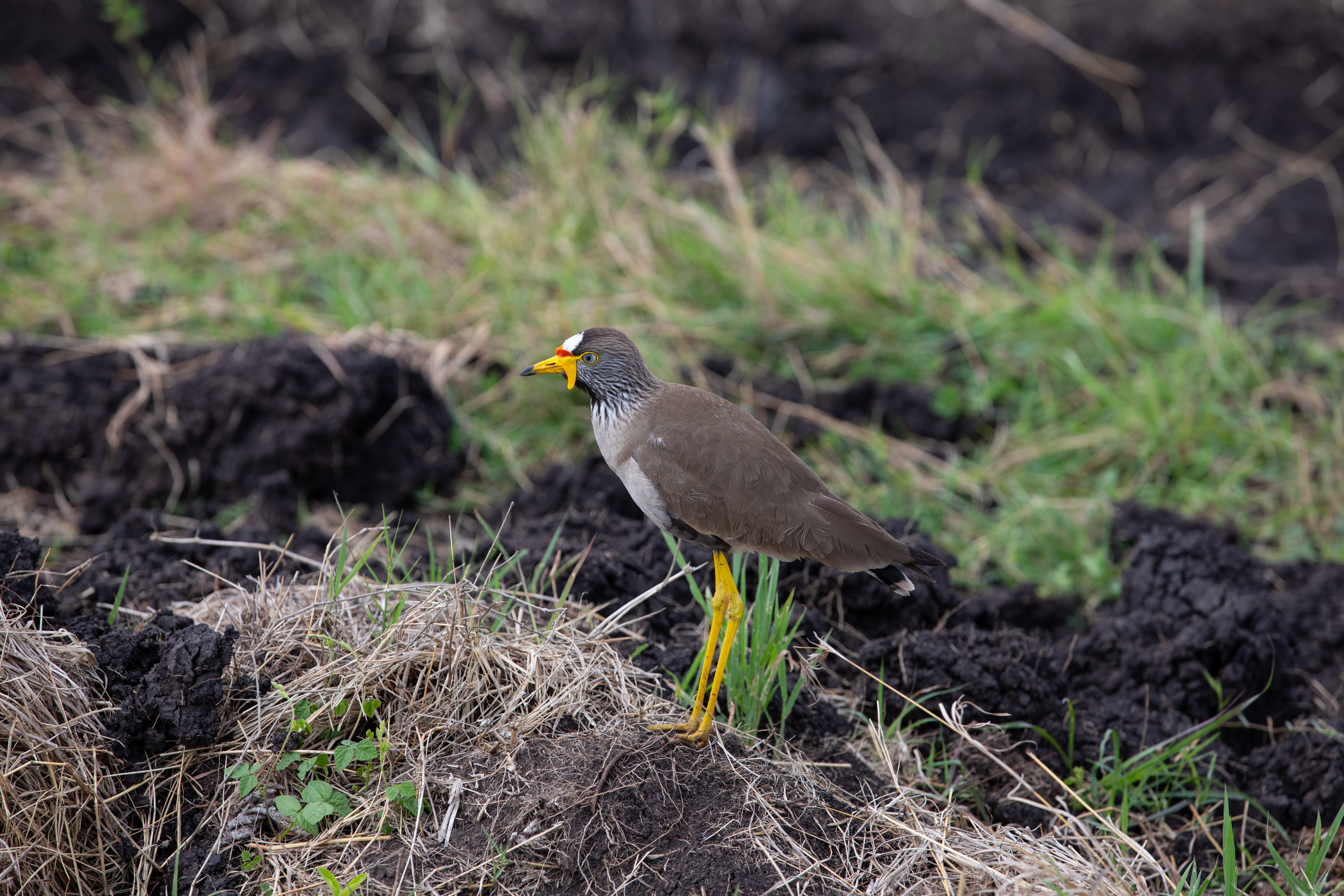 Bird in Maasai Mara