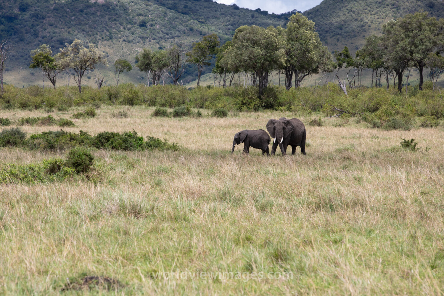 Elephants in Maasai Mara