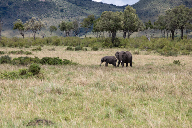Elephants in Maasai Mara — Majestic elephants graze peacfully in the safety of Maasai Mara game Reserve in Kenya, Africa — Kenya, game park, Masai Mara, anim...