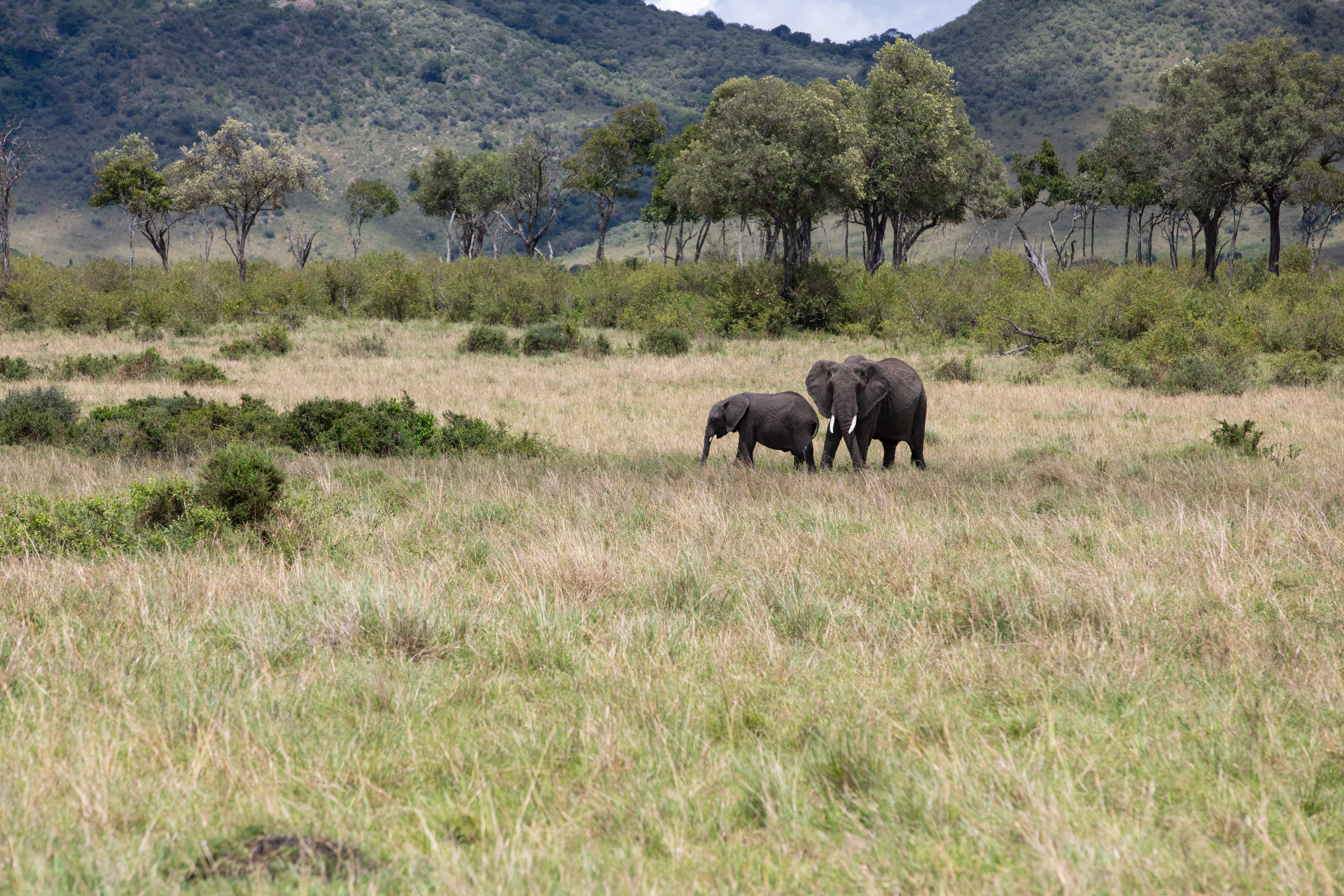 Elephants in Maasai Mara