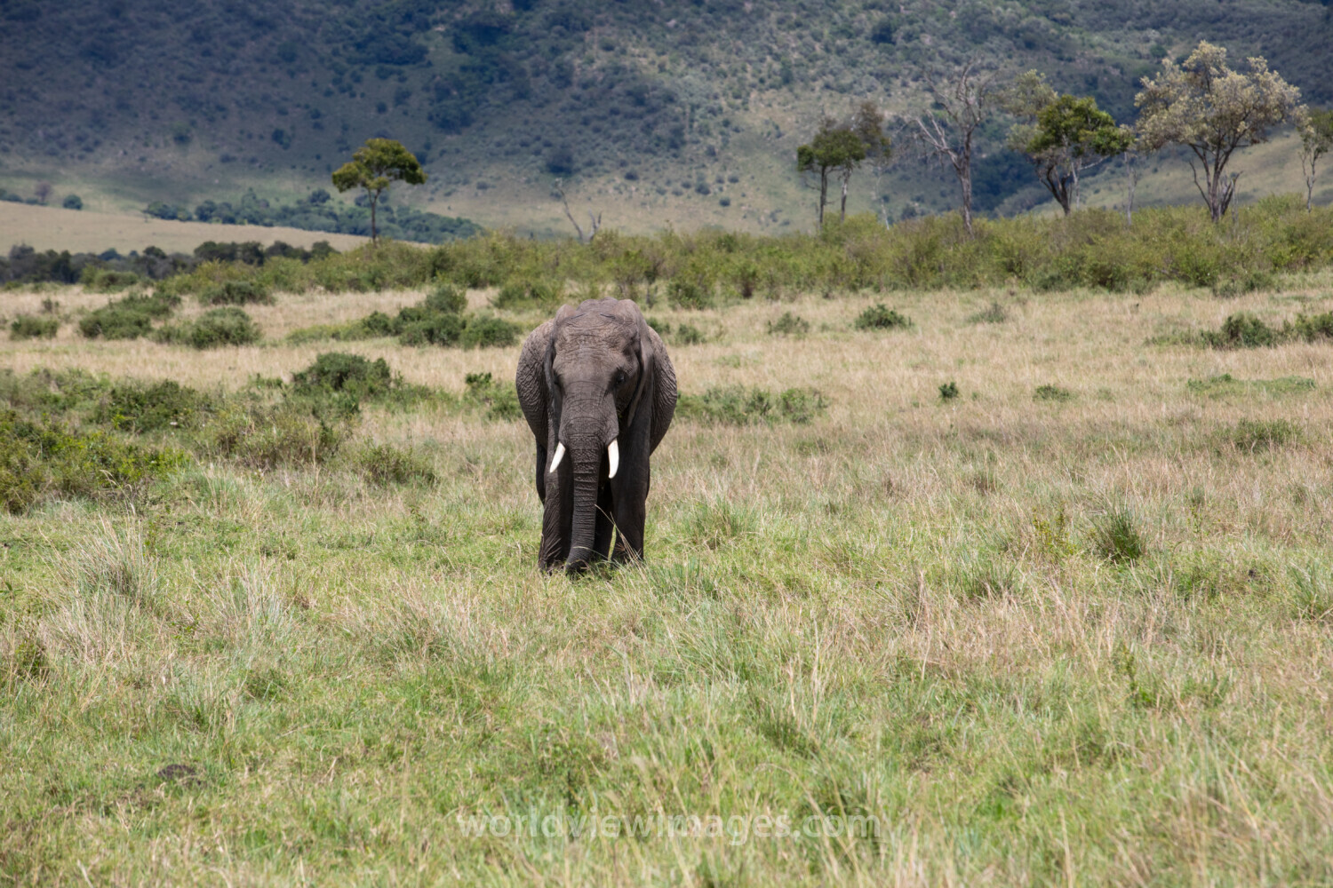 Elephants in Maasai Mara