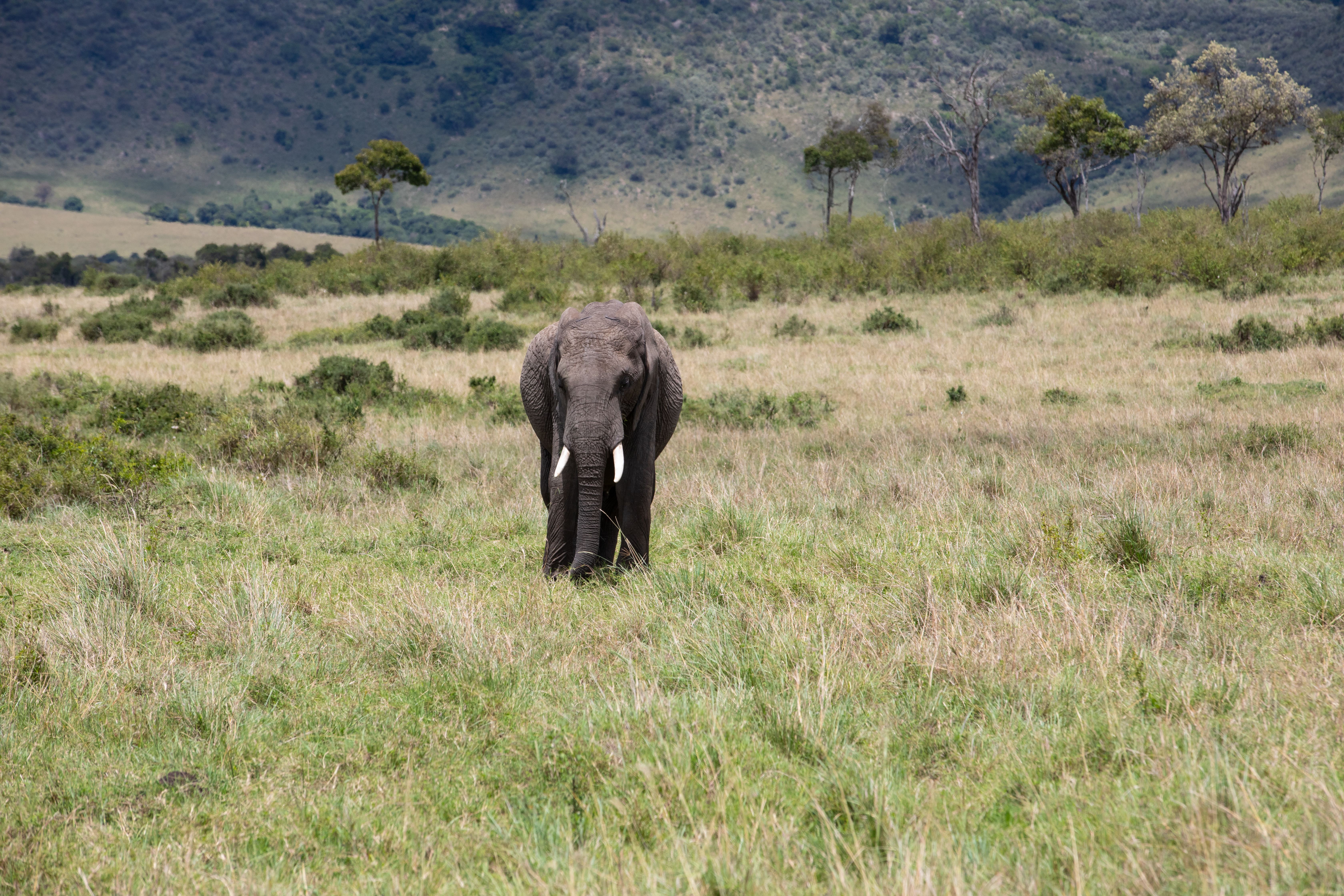 Elephants in Maasai Mara