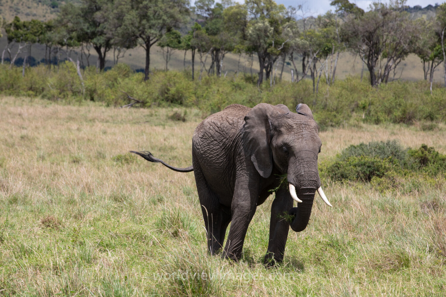 Elephants in Maasai Mara
