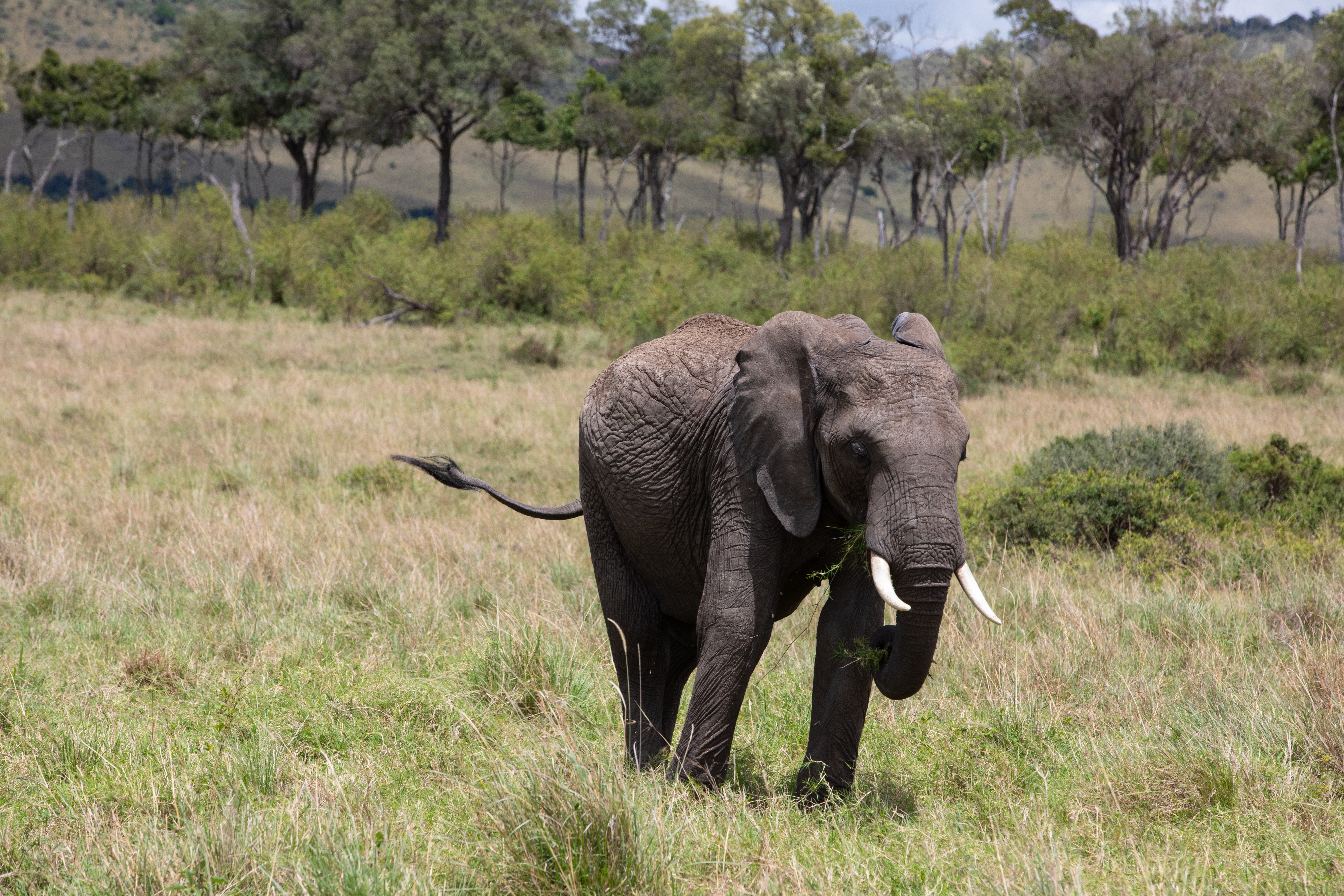 Elephants in Maasai Mara