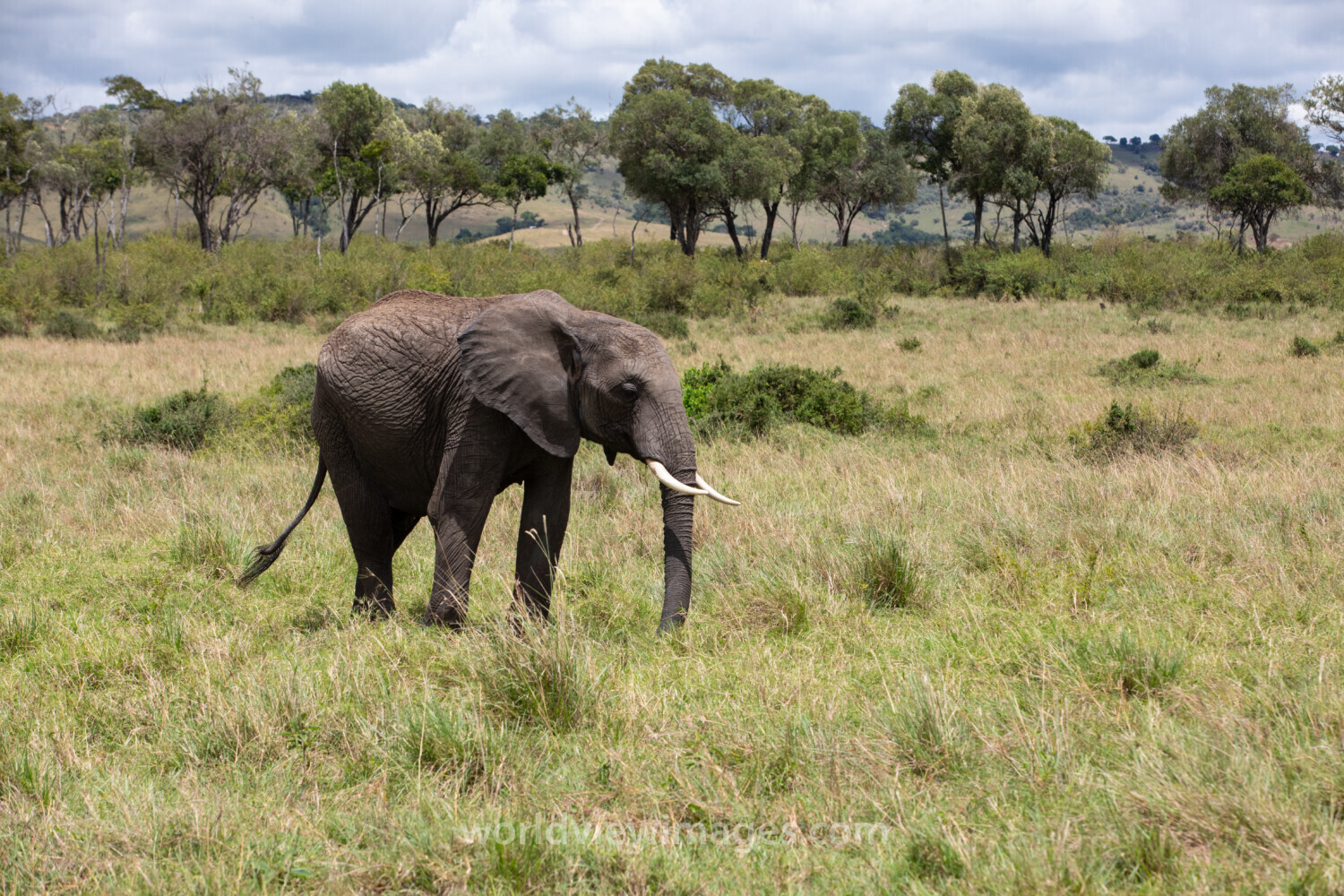 Elephants in Maasai Mara