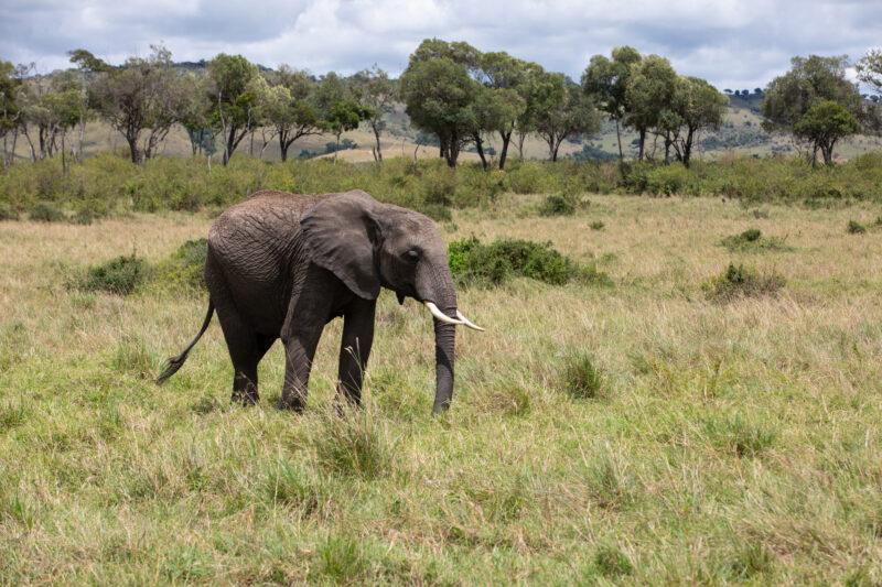 Elephants in Maasai Mara — Majestic elephants graze peacfully in the safety of Maasai Mara game Reserve in Kenya, Africa — Kenya, game park, Masai Mara, anim...