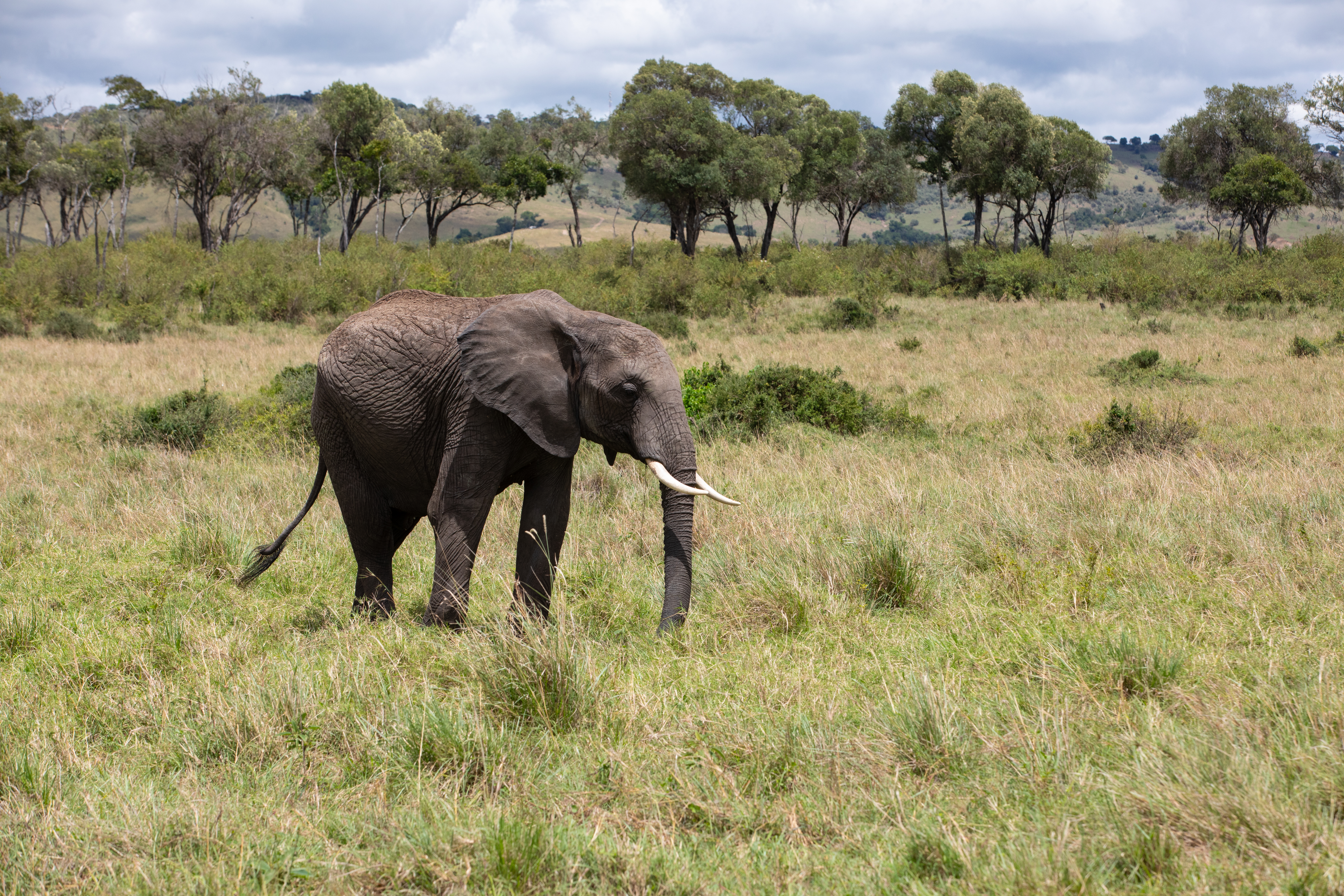Elephants in Maasai Mara