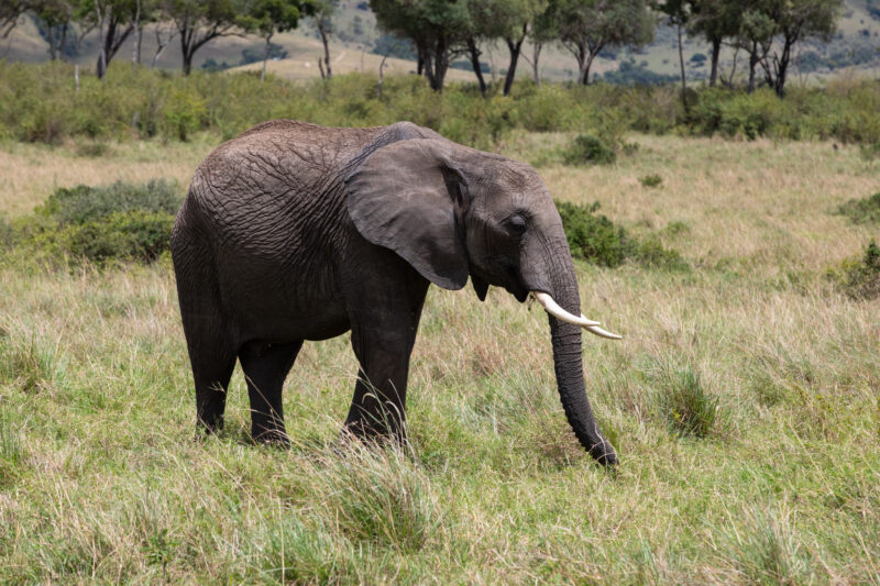 Elephants in Maasai Mara — Majestic elephants graze peacfully in the safety of Maasai Mara game Reserve in Kenya, Africa — Kenya, game park, Masai Mara, anim...