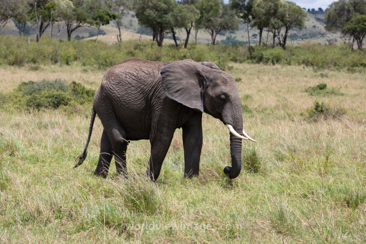 Elephants in Maasai Mara