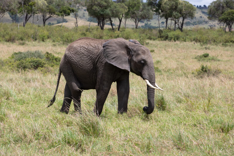 Elephants in Maasai Mara — Majestic elephants graze peacfully in the safety of Maasai Mara game Reserve in Kenya, Africa — Kenya, game park, Masai Mara, anim...