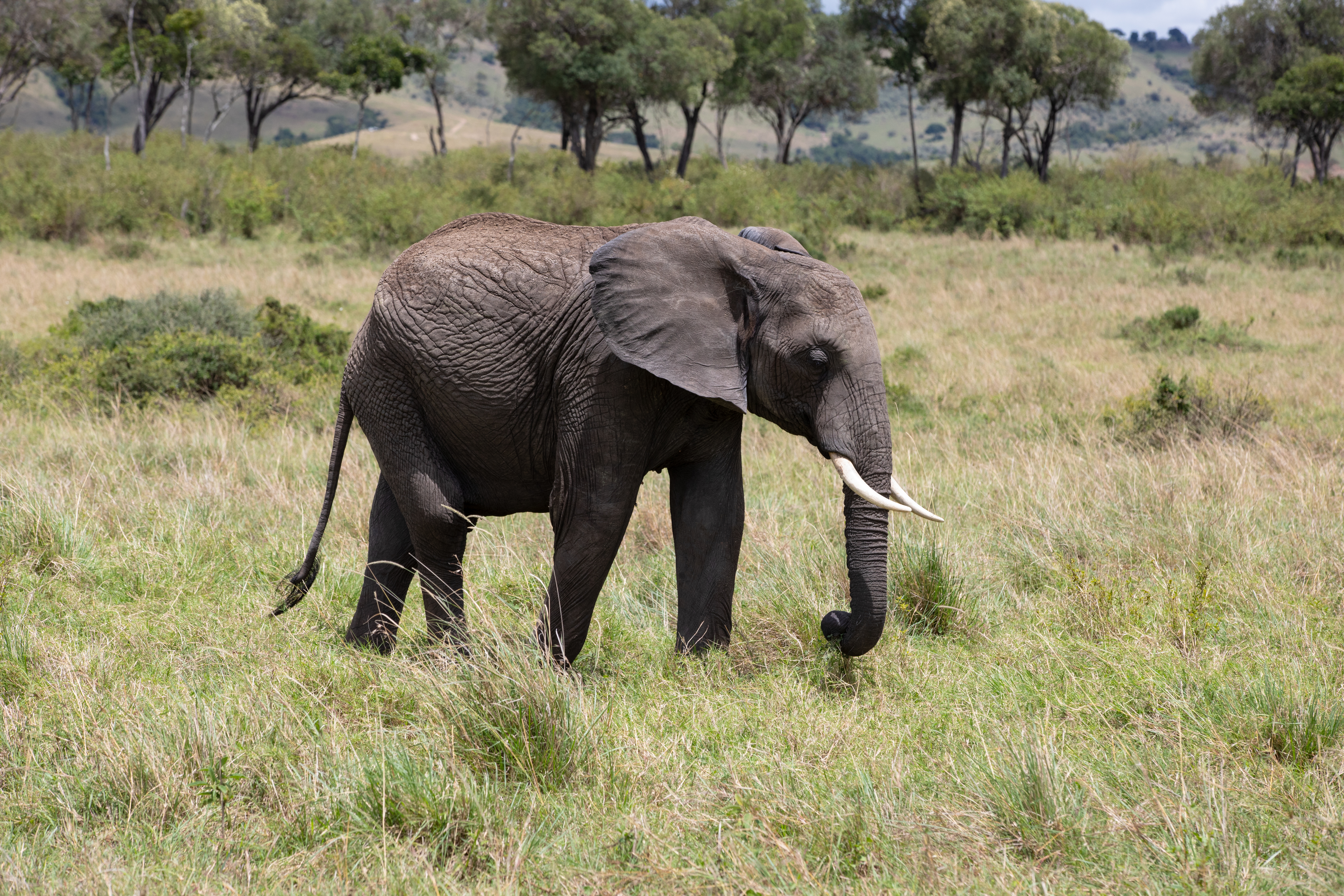 Elephants in Maasai Mara