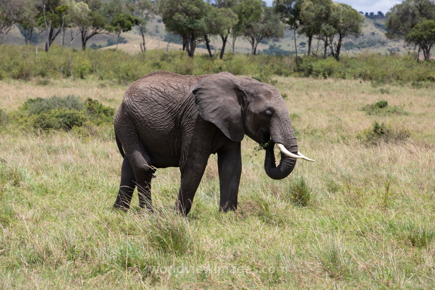 Elephants in Maasai Mara
