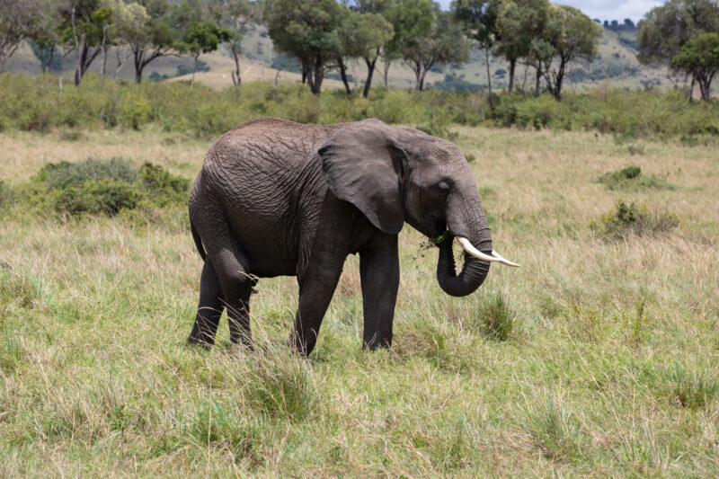 Elephants in Maasai Mara — Majestic elephants graze peacfully in the safety of Maasai Mara game Reserve in Kenya, Africa — Kenya, game park, Masai Mara, anim...