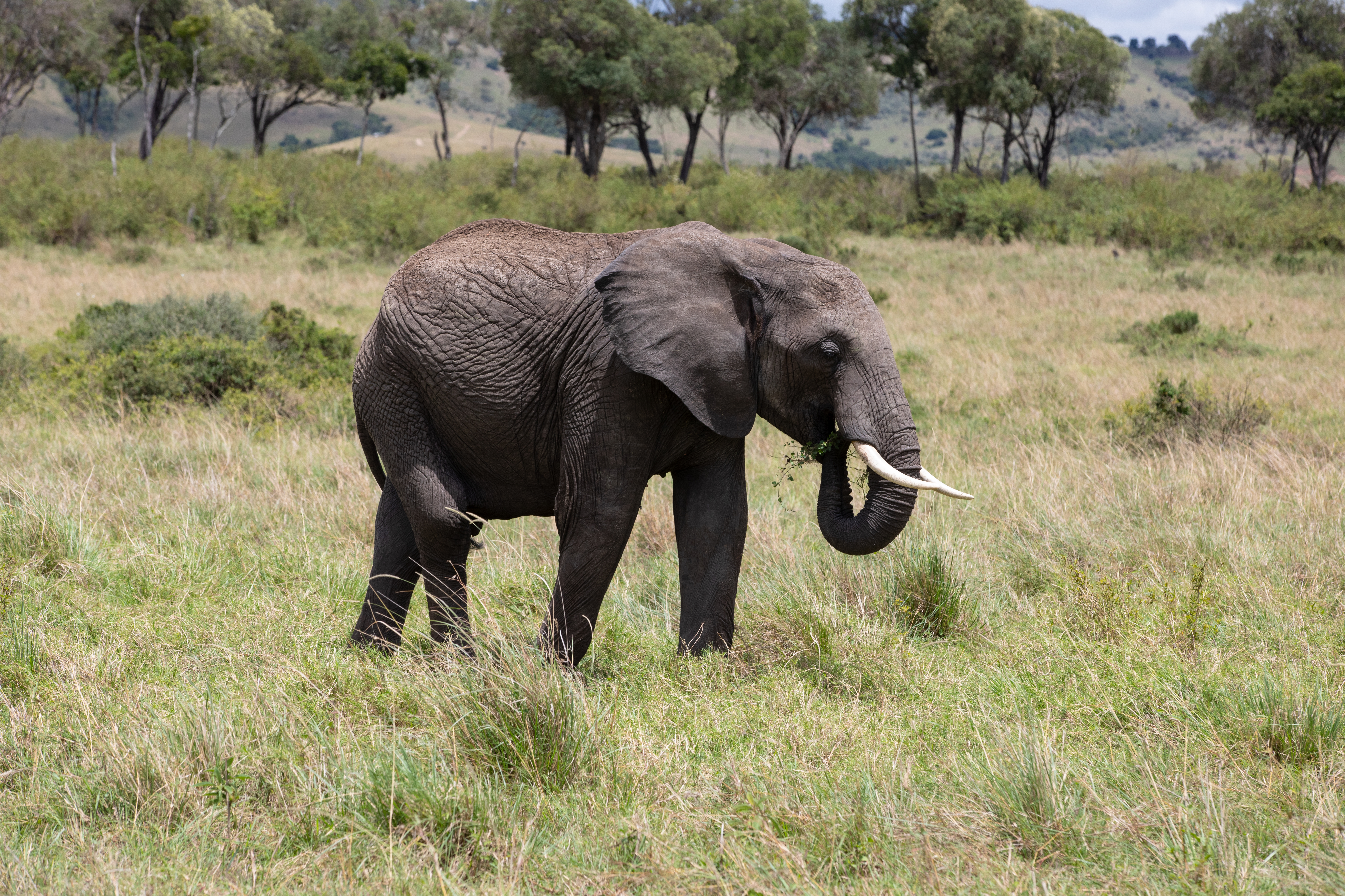 Elephants in Maasai Mara