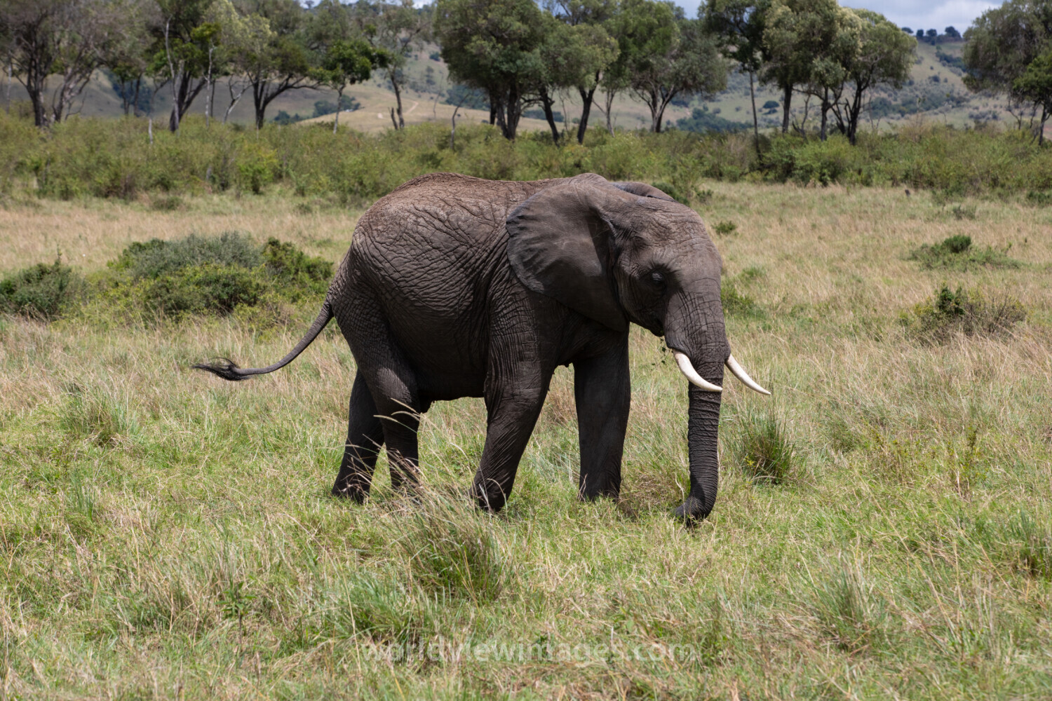 Elephants in Maasai Mara