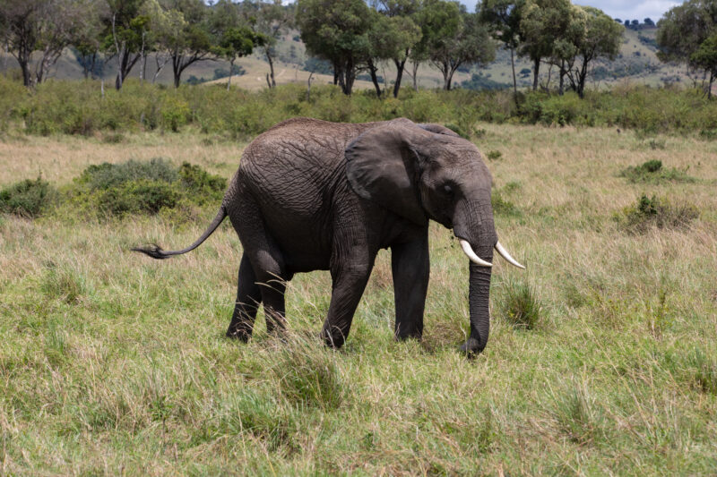 Elephants in Maasai Mara — Majestic elephants graze peacfully in the safety of Maasai Mara game Reserve in Kenya, Africa — Kenya, game park, Masai Mara, anim...