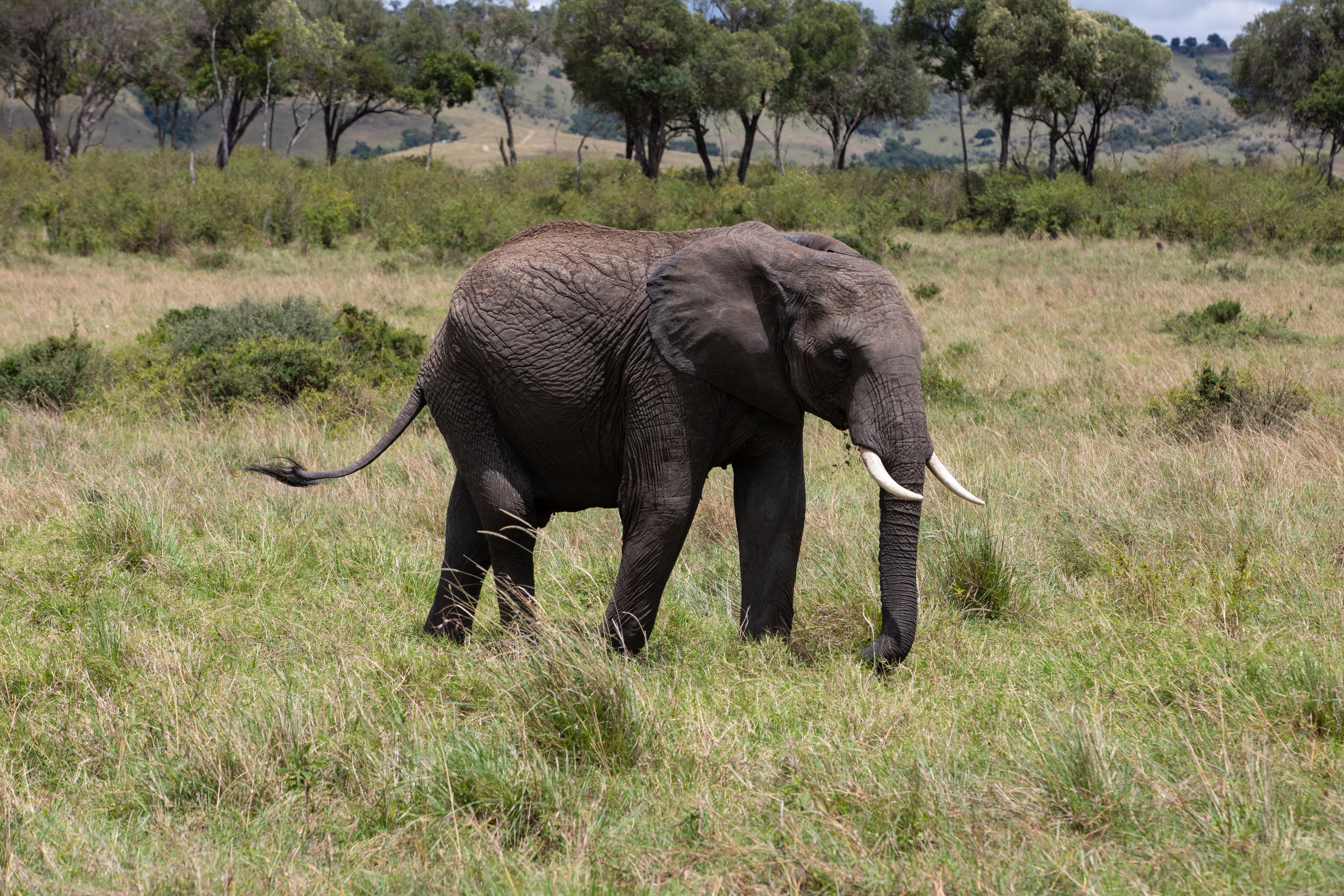 Elephants in Maasai Mara
