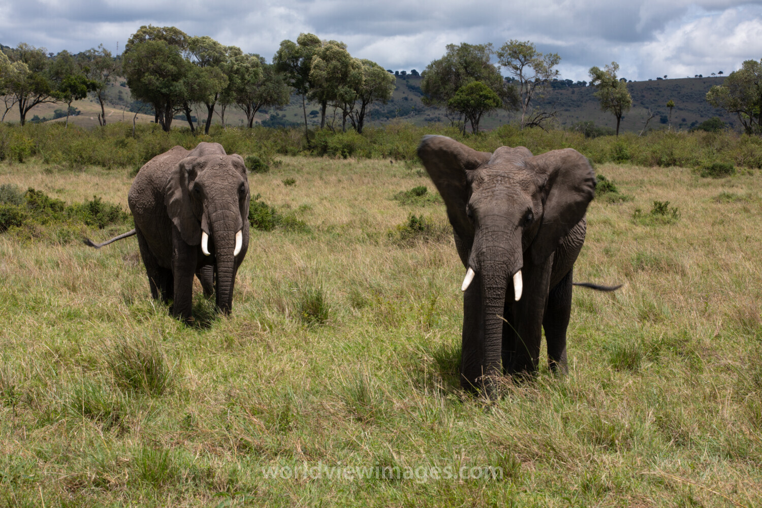 Elephants in Maasai Mara