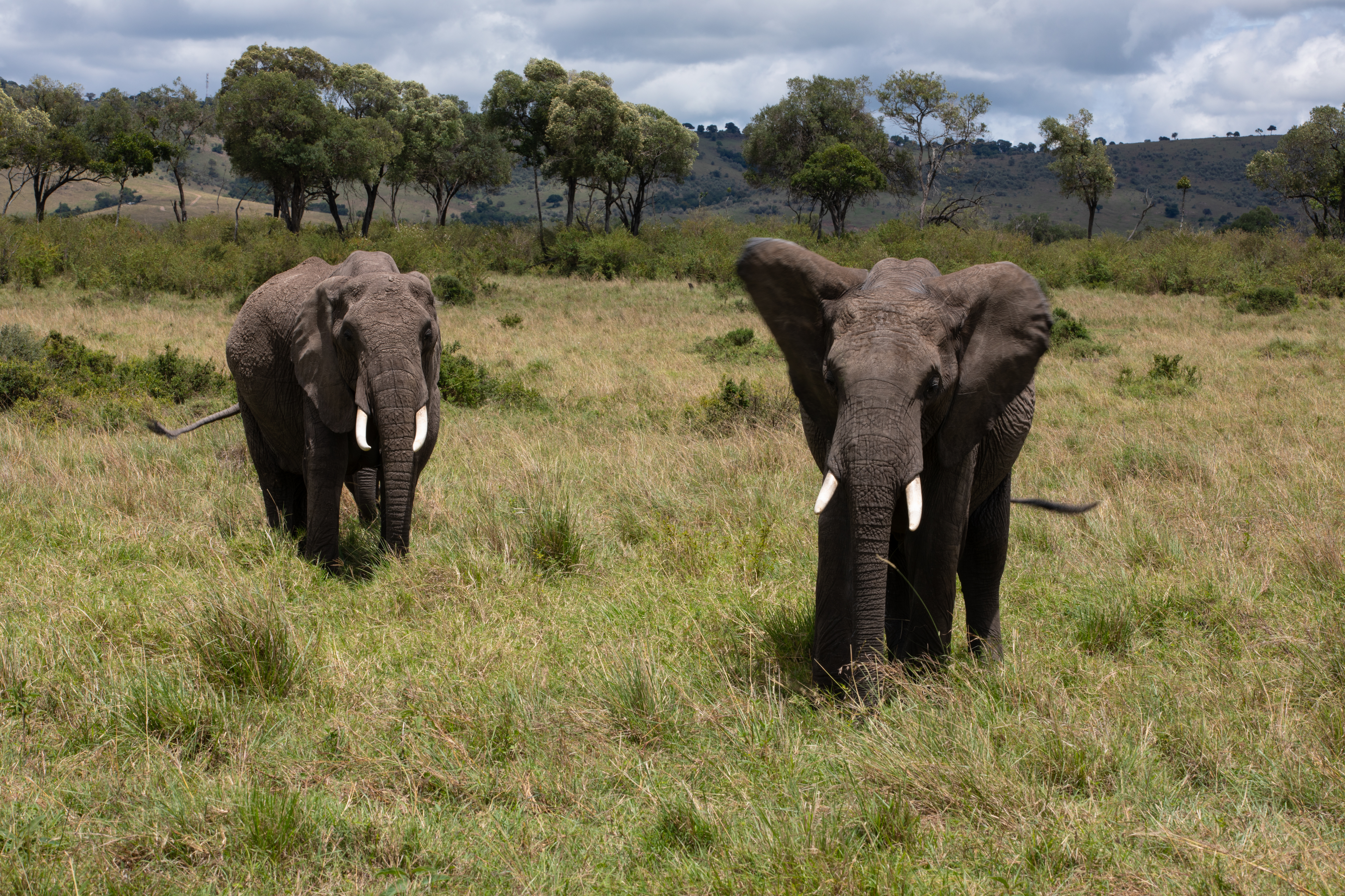 Elephants in Maasai Mara