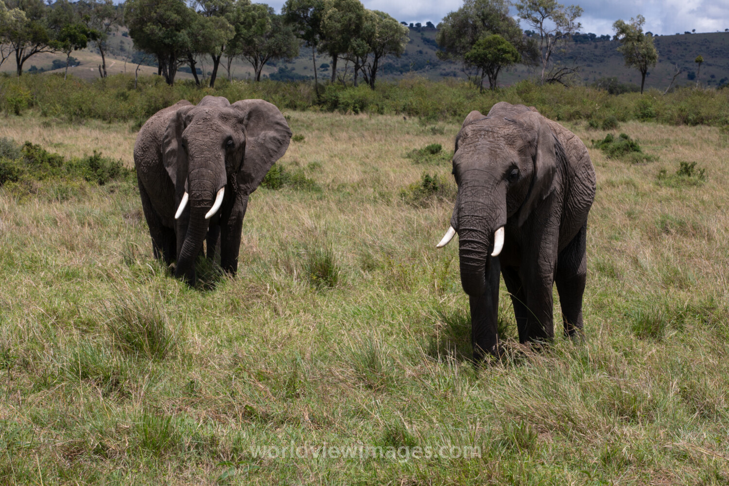Elephants in Maasai Mara