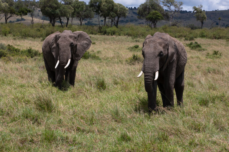 Elephants in Maasai Mara — Majestic elephants graze peacfully in the safety of Maasai Mara game Reserve in Kenya, Africa — Kenya, game park, Masai Mara, anim...