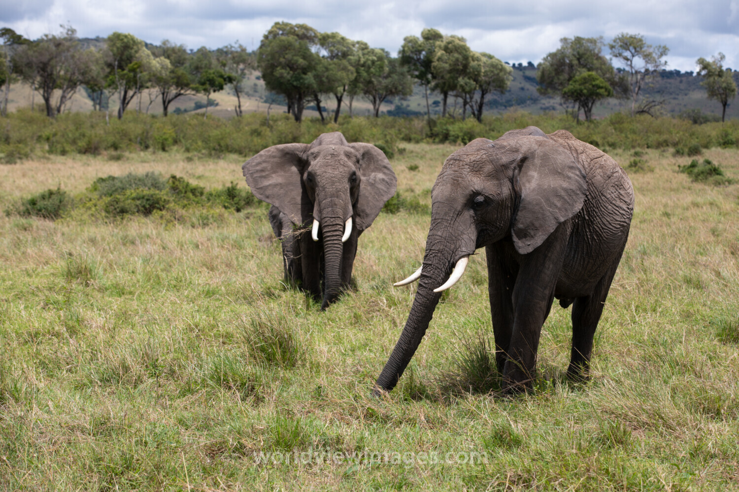 Elephants in Maasai Mara
