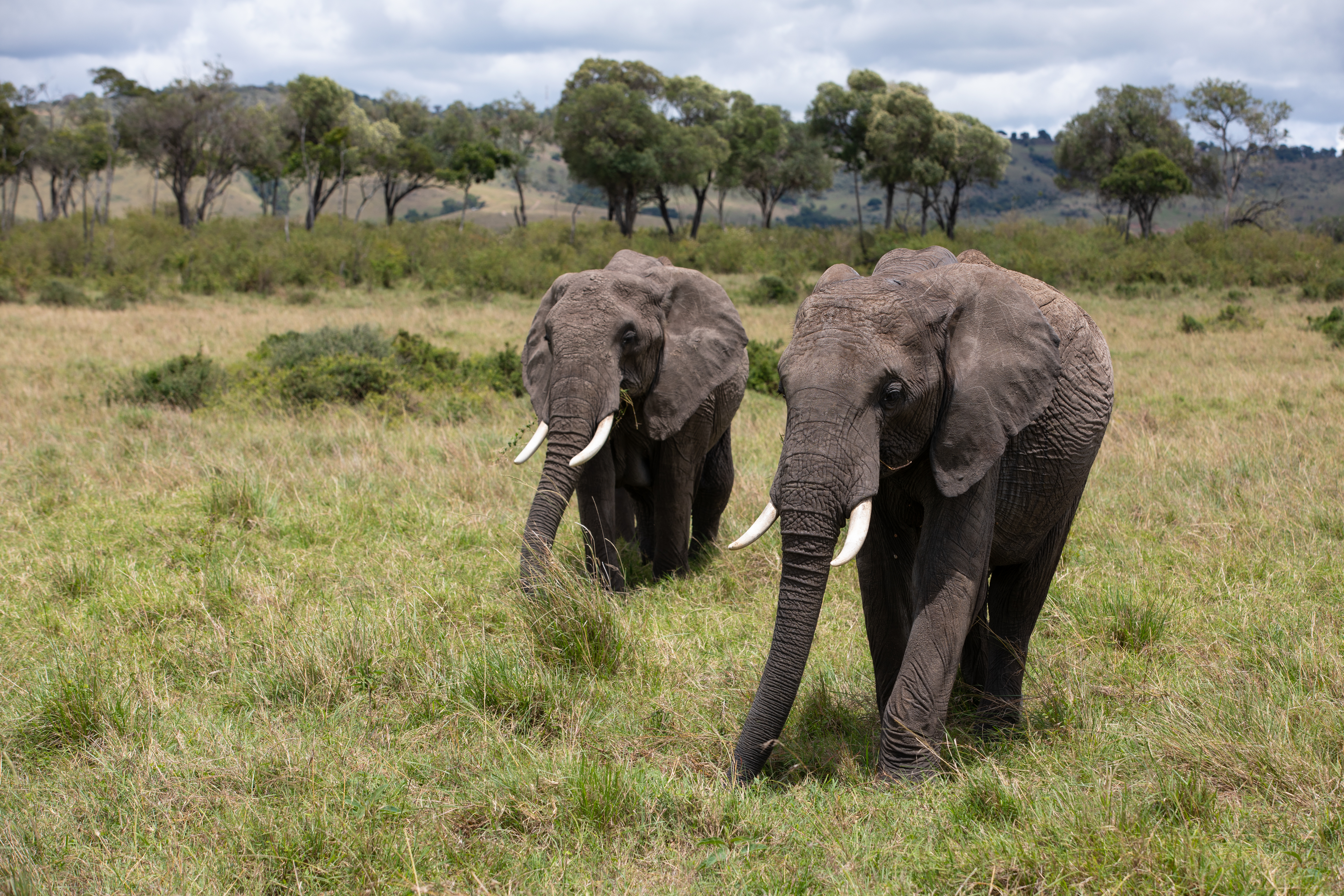 Elephants in Maasai Mara