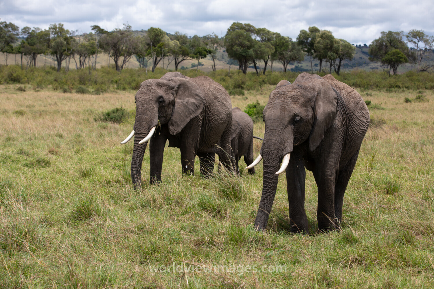 Elephants in Maasai Mara