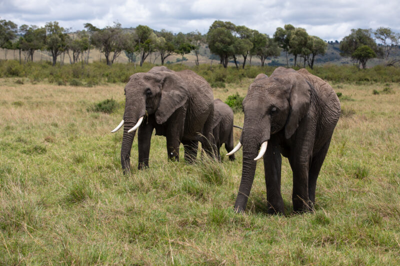 Elephants in Maasai Mara — Majestic elephants graze peacfully in the safety of Maasai Mara game Reserve in Kenya, Africa — Kenya, game park, Masai Mara, anim...