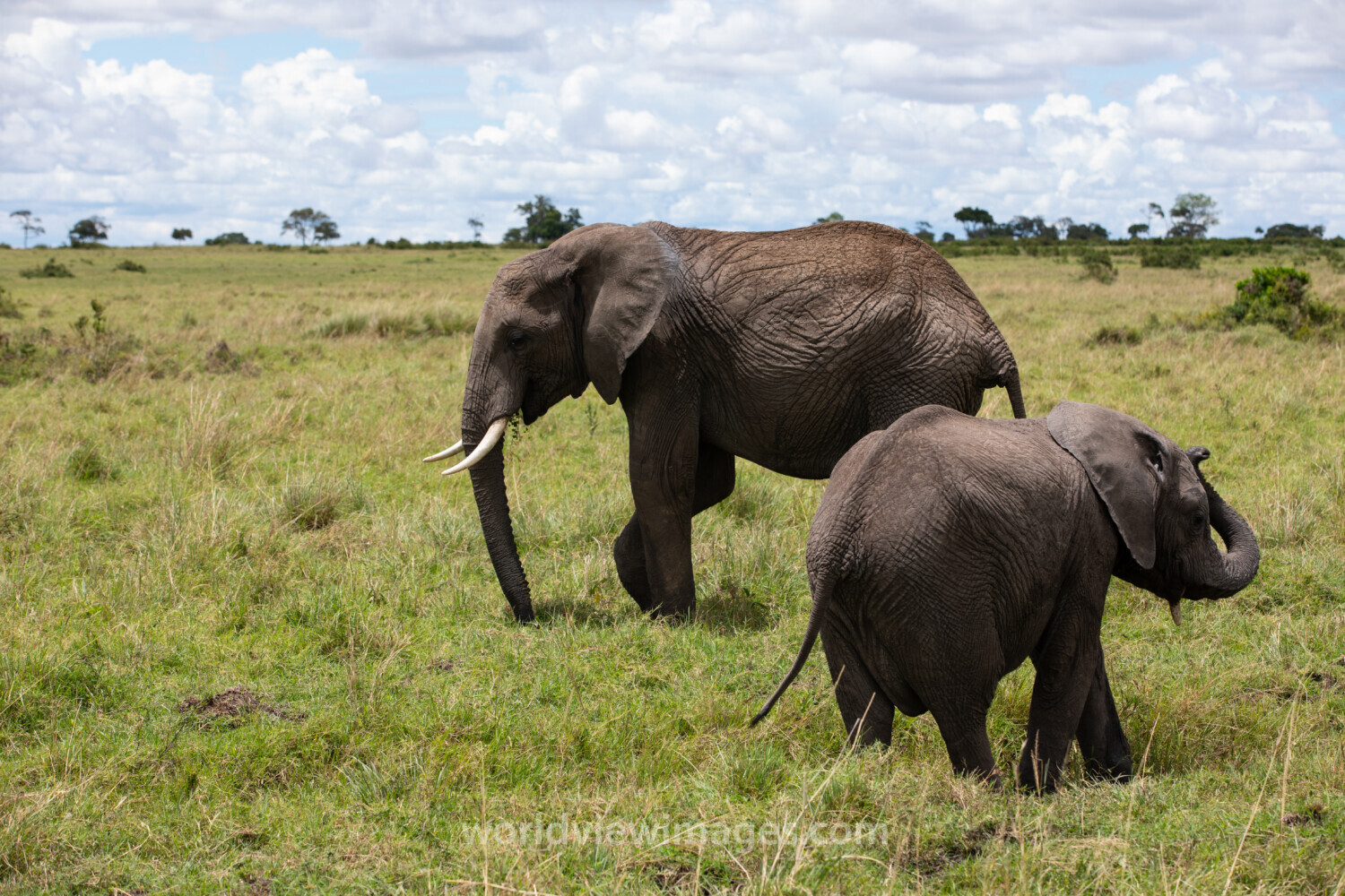 Elephants in Maasai Mara
