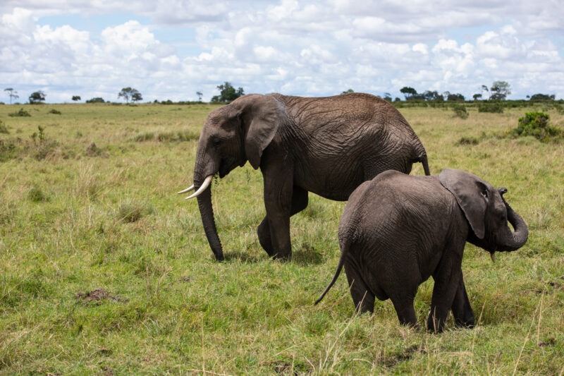 Elephants in Maasai Mara — Majestic elephants graze peacfully in the safety of Maasai Mara game Reserve in Kenya, Africa — Kenya, game park, Masai Mara, anim...