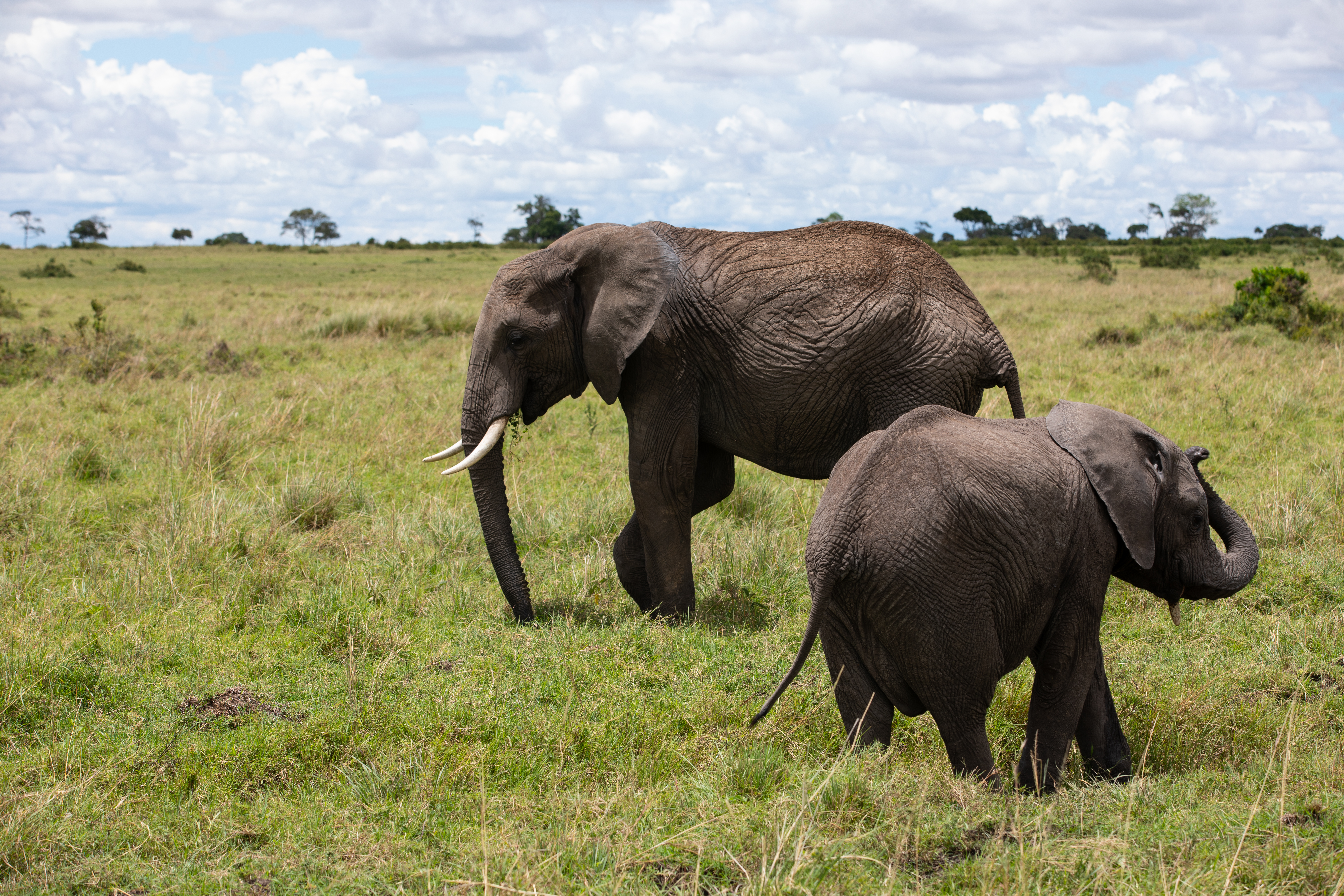 Elephants in Maasai Mara