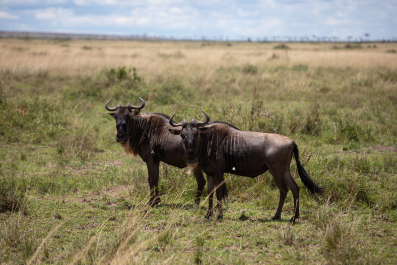 Wildebeast in Maasai Mara — Maasai Mara — Kenya, game park, Masai Mara, animals, Africa
