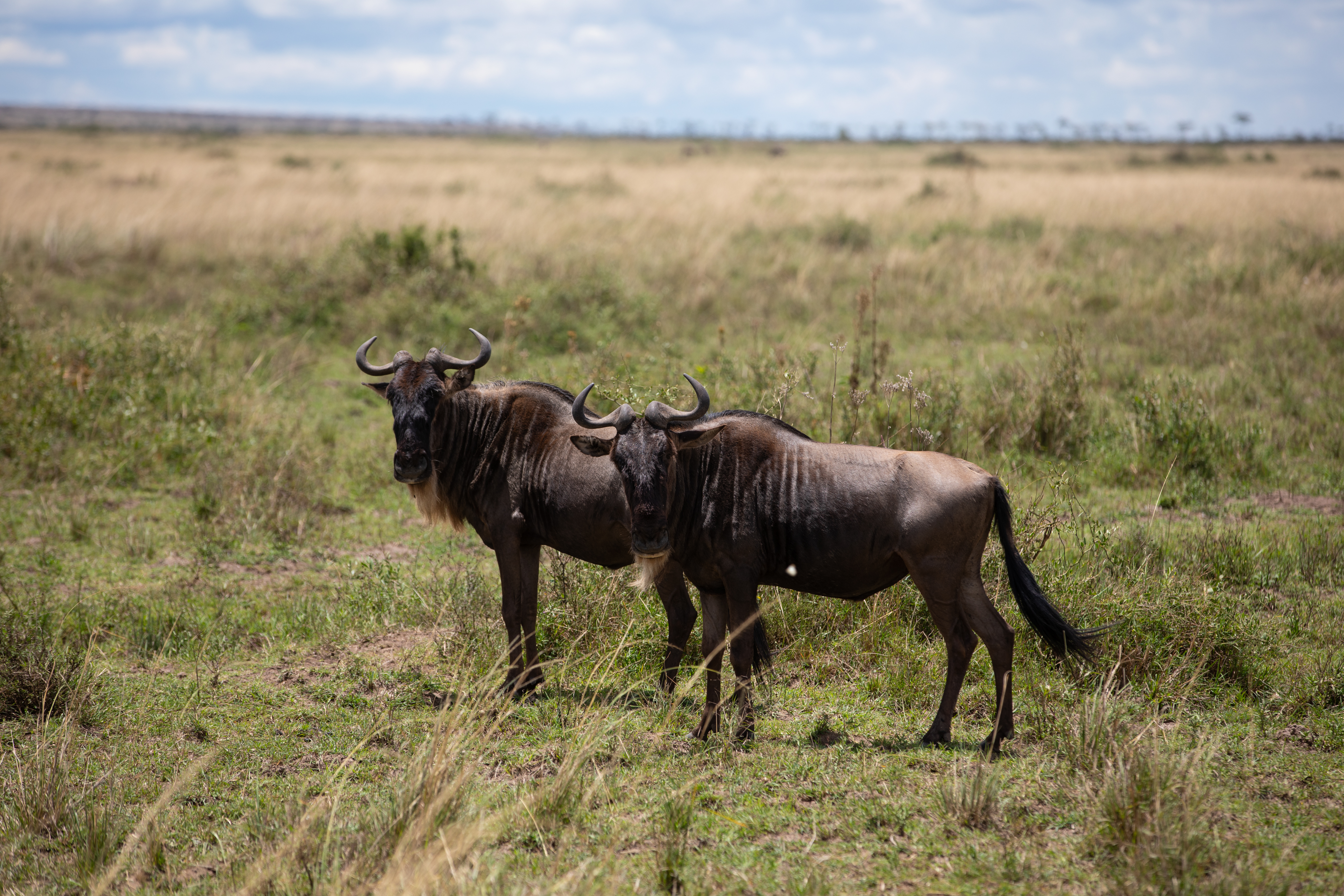 Wildebeast in Maasai Mara