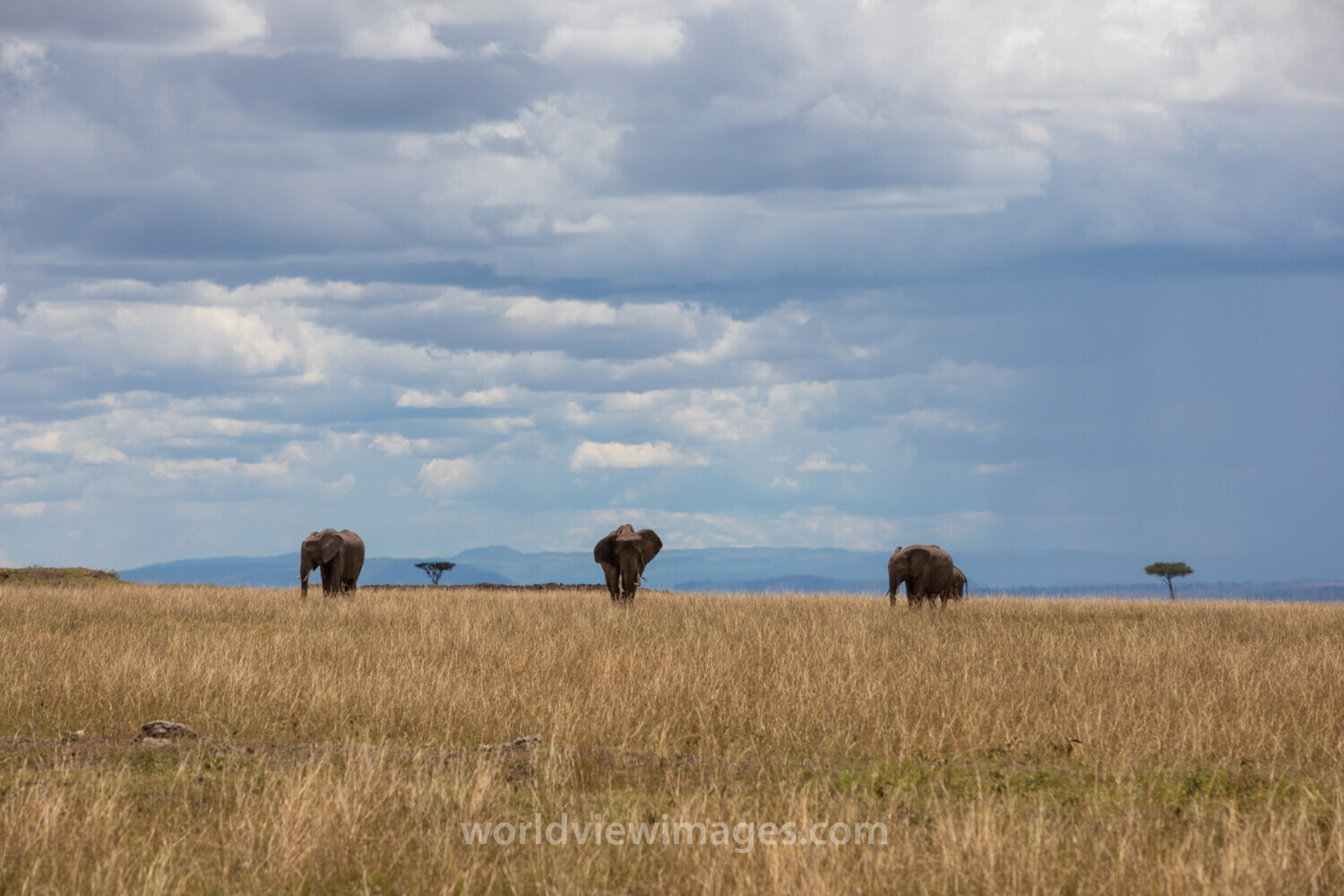 Elephants in Maasai Mara