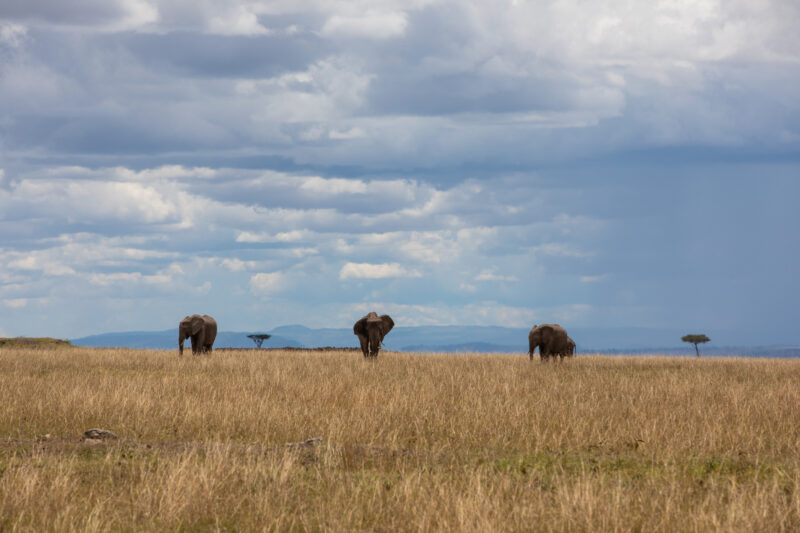 Elephants in Maasai Mara — Majestic elephants graze peacfully in the safety of Maasai Mara game Reserve in Kenya, Africa — Kenya, game park, Masai Mara, anim...