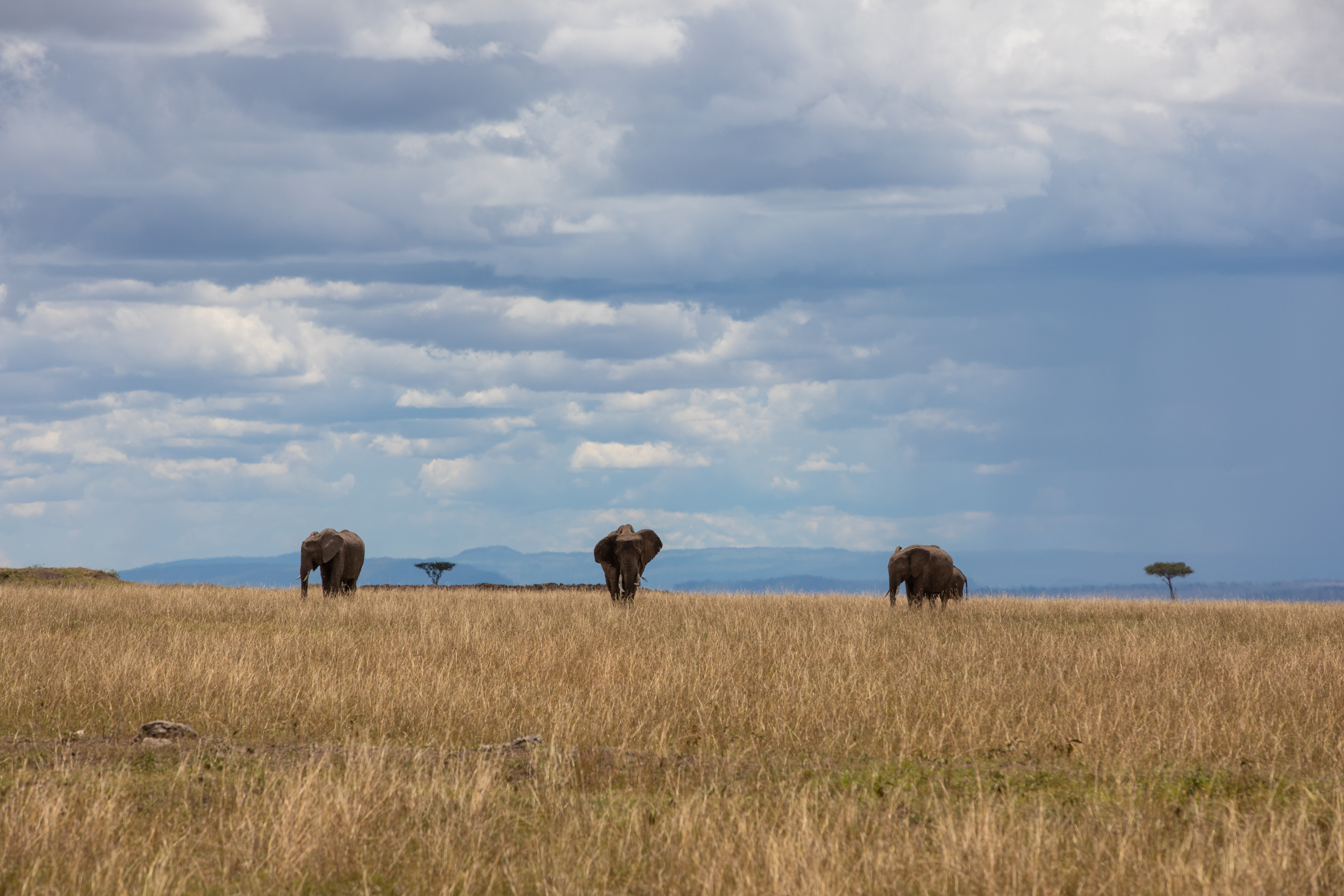 Elephants in Maasai Mara