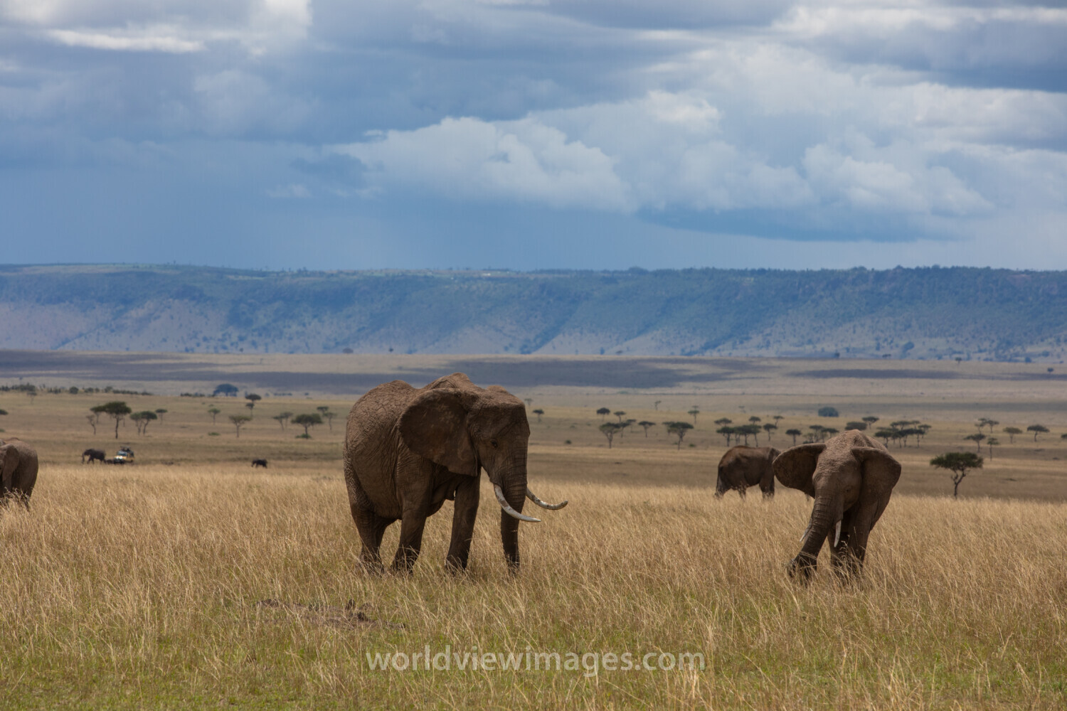 Elephants in Maasai Mara