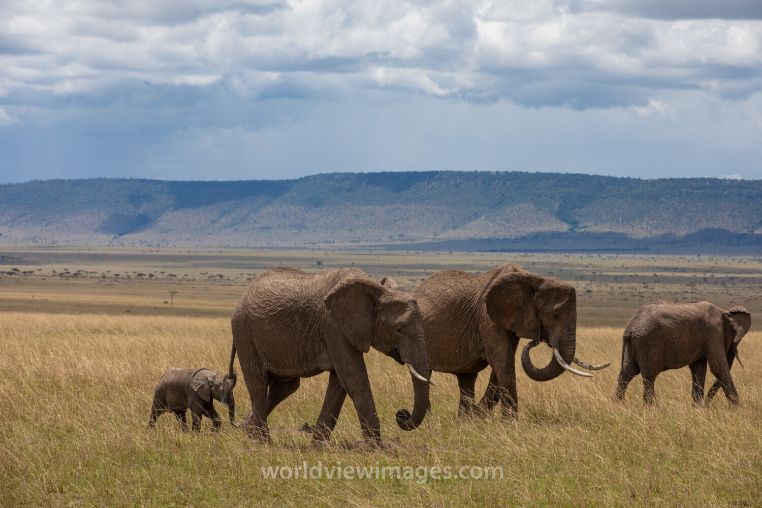 Elephants in Maasai Mara