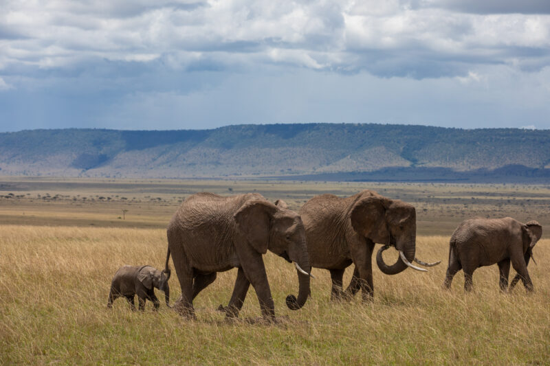 Elephants in Maasai Mara — Majestic elephants graze peacfully in the safety of Maasai Mara game Reserve in Kenya, Africa. — Kenya, game park, Masai Mara, ani...
