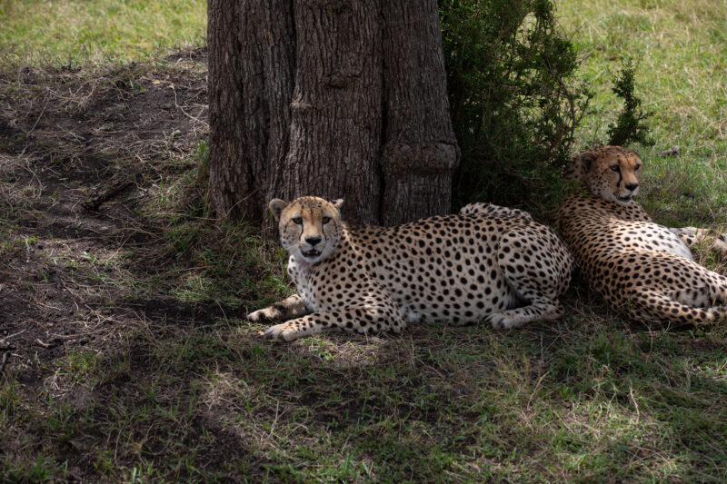 Leopards in Maasai Mara — Kenya, game park, Masai Mara, animals, Africa