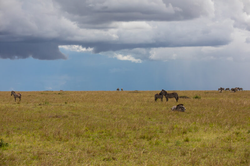 Maasai Mara — Kenya, game park, Masai Mara, animals, Africa