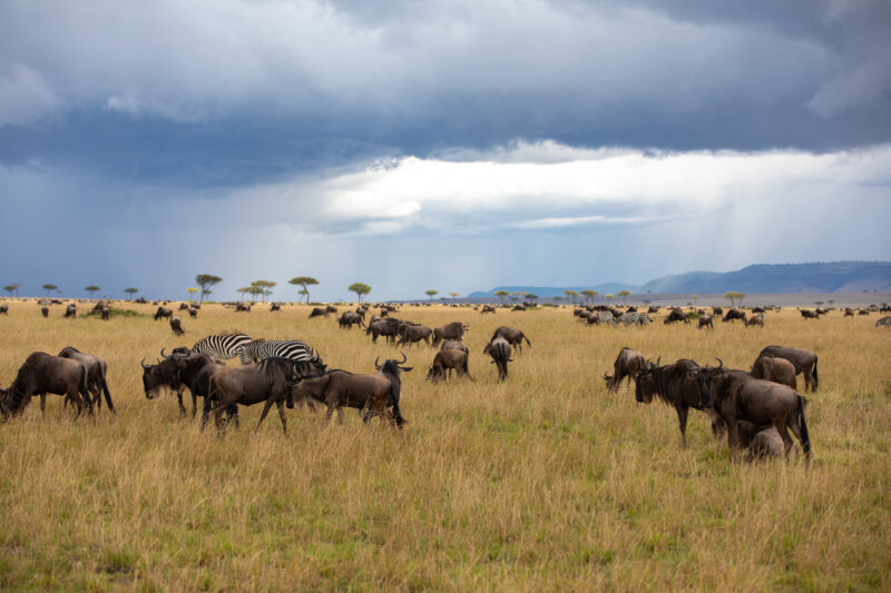 Maasai Mara — Kenya, game park, Masai Mara, animals, Africa