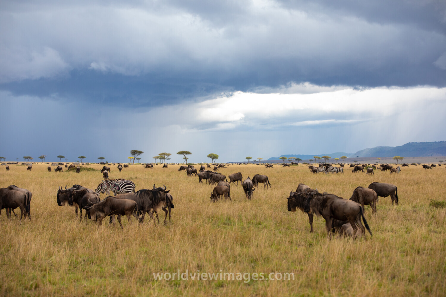 Maasai Mara