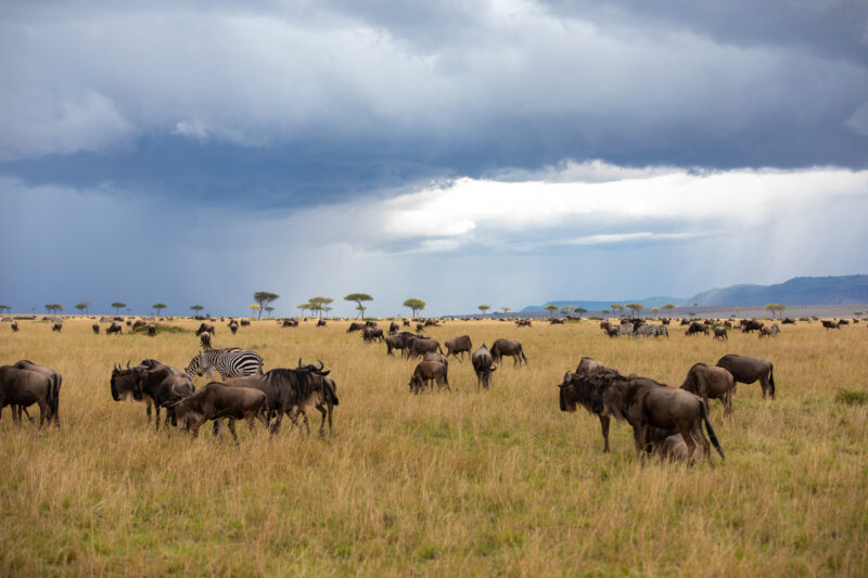 Maasai Mara