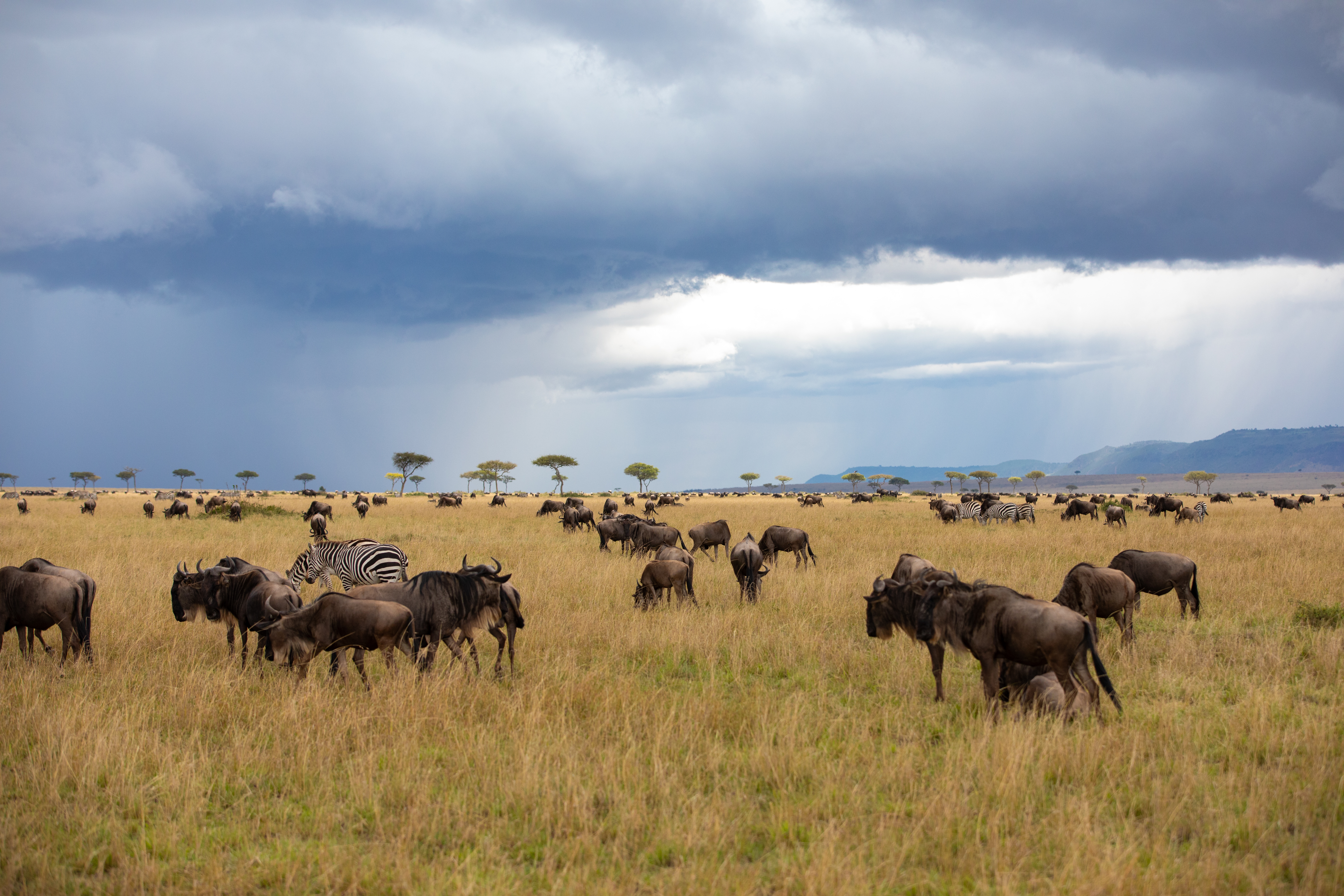 Maasai Mara