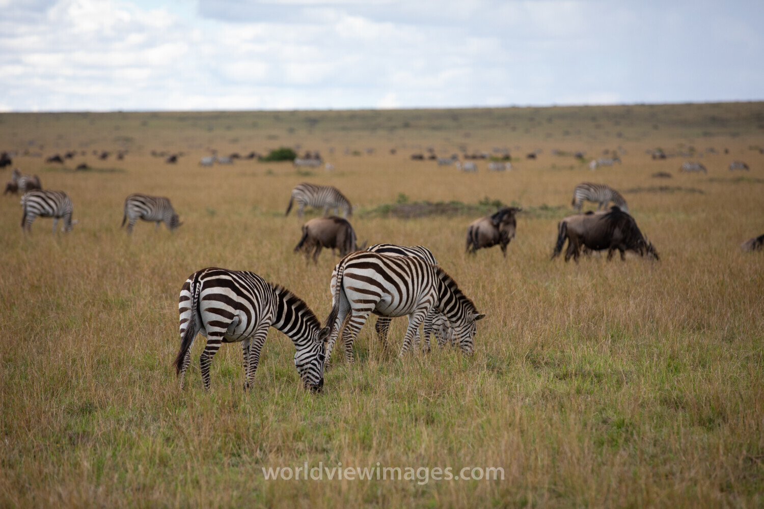 Maasai Mara